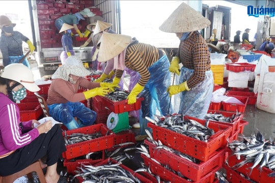 Thu mua hơn 3.000 tấn cá chuồn mỗi năm, doanh nghiệp Quảng Ngãi tạo việc làm cho hàng trăm lao động