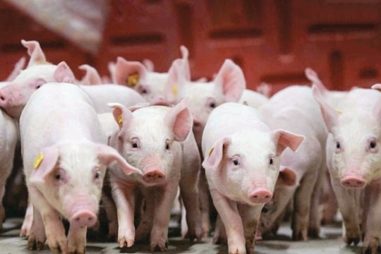 Giá heo hơi hôm nay 18/4/2026: Tiến sát mốc 70.000 đồng/kg