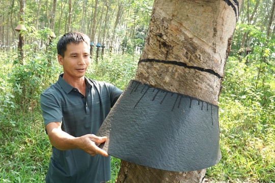 Nông dân Quảng Ngãi kiên định với cây trồng chủ lực, thu đều tay 300 triệu/năm