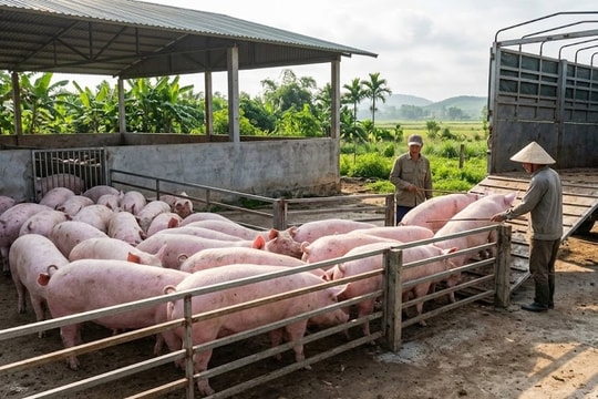 Giá heo hơi hôm nay 19/4/2026: Điều chỉnh tăng nhẹ tại một số địa phương