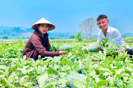 Chỉ hơn 2 tháng là thu hoạch, một loại cây quen thuộc đang giúp túi tiền người nông dân Nghệ An lúc nào cũng "rủng rỉnh"