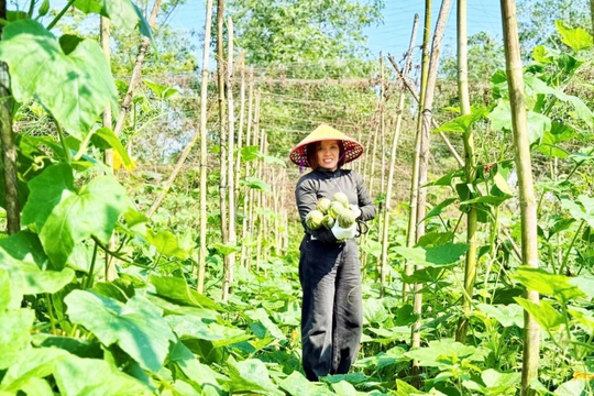 Mạnh dạn chuyển đổi cây trồng, nông dân Hà Tĩnh tạo nguồn thu nhập ổn định quanh năm