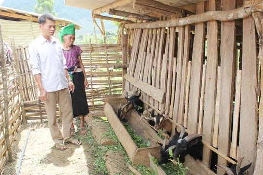 Nuôi con vật "chỉ thích leo núi", nông dân Sơn La tạo nguồn thu hàng trăm triệu mỗi năm
