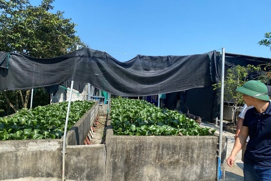 Nuôi thứ thích "bò trườn", nông dân Nghệ An xây nên cơ ngơi hơn 6.000m², doanh thu 700 trăm triệu mỗi năm