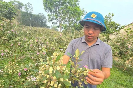 Bỏ việc thu nhập ổn định, người nông dân 8x Nghệ An về quê trồng giống cây quý làm giàu