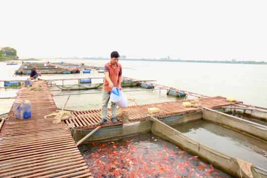 Cùng nuôi một loài cá “đắt tiền”, nông dân Ninh Bình có người thu 1 tỷ, người thu tới 2 tỷ mỗi năm
