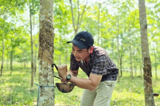 Nông dân Quảng Trị kiếm tiền đều như vắt chanh nhờ trồng loại cây "không thu quả, chỉ thu nước chảy từ thân"