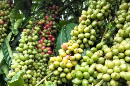 Giá cà phê hôm nay 23/4/2026: Quay đầu giảm, thị trường giằng co trước vụ mùa mới