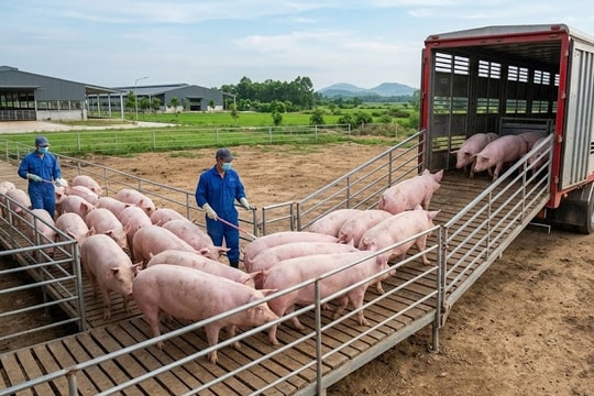 Giá heo hơi hôm nay 23/4/2026: Đi ngang diện rộng, dao động 63.000 – 69.000 đồng/kg