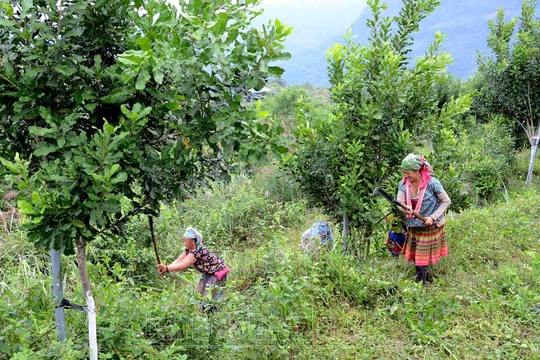 Cây mắc ca mang về tiền tỷ, người dân tận dụng lợi thế mở lối "làm giàu" tại Lạng Sơn