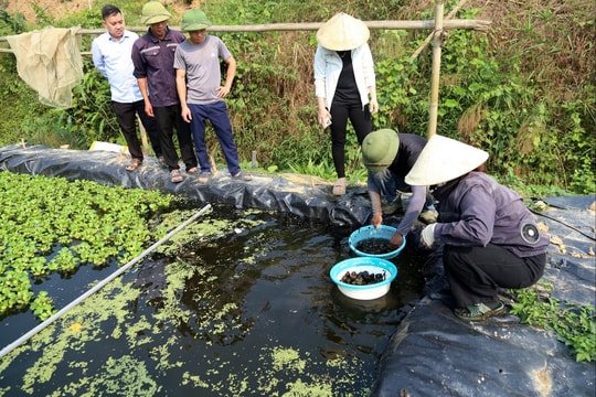 Nông dân Nghệ An nuôi thứ được xem như "vị thuốc cho thận", chỉ 4 tháng thử nghiệm liền thu về 200 triệu