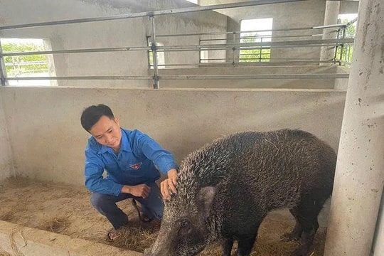 Lãi nửa tỷ đồng/năm, người nông dân trẻ Thanh Hóa tìm ra “bí quyết sinh tiền” ngay trên mảnh đất quê hương
