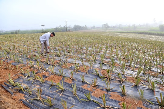 Từ đồi keo, sắn tới “cây trái vàng”, người nông dân Nghệ An đang bắt đầu một cách làm giàu mới
