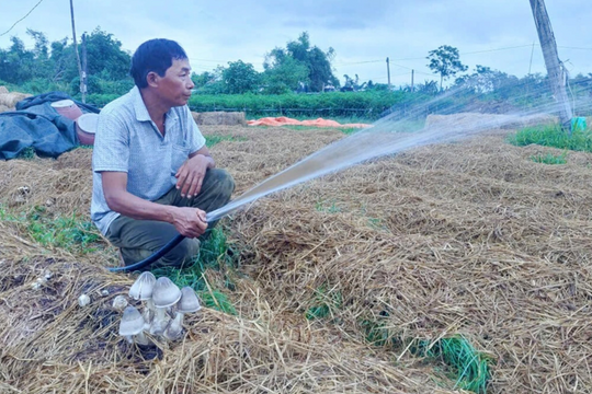 Từ thứ từng bị đốt bỏ, nông dân Gia Lai nay "hái ra tiền" nhờ cách làm ít ai nghĩ tới