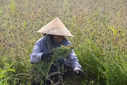 Loại cây “càng nắng càng sống tốt” trở thành bí quyết giúp nông dân Nghệ An đổi đời