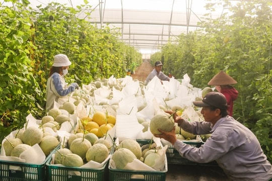 Theo đuổi đam mê, người nông dân Nghệ An đầu tư vào thứ "đặc biệt", thu đều tay 500–650 triệu đồng mỗi năm