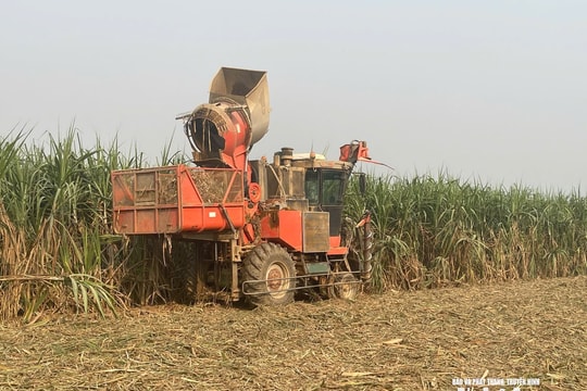 Thiếu hụt lao động, doanh nghiệp mía đường tại Nghệ An đẩy mạnh cơ giới hóa, duy trì tiến độ vụ ép