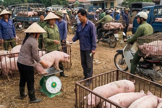 Giá heo hơi hôm nay 30/4/2026: Toàn quốc "đứng giá" cận mốc 70.000 đồng/kg