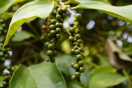 Giá tiêu hôm nay 30/4/2026: Thế giới bật tăng, trong nước "giữ nhịp" ổn định
