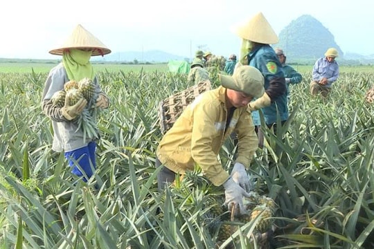 Trồng trái có "vỏ sần sùi, ruột thơm", nông dân Thanh Hóa giảm cảnh được mùa mất giá, là bí quyết thu hàng trăm triệu đồng