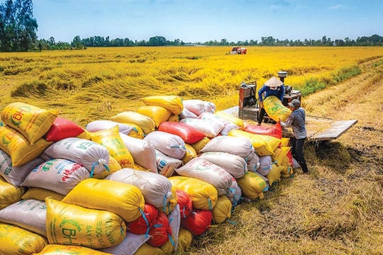 Gạo của Việt Nam được Philippines và Trung Quốc mạnh tay thu mua, duy trì kim ngạch xuất khẩu 5 tỷ USD mỗi năm