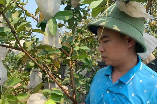 Bỏ việc lương cao, người nông dân Nghệ An về quê làm giàu, tạo ra "bí quyết" kiếm tiền tỷ mỗi năm