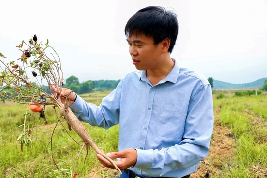 Người nông dân Nghệ An dành 15 năm hồi sinh giống cây quý từng "tiến vua", mở ra hướng phát triển kinh tế mới