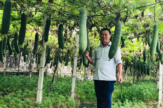 Không để đất nghỉ, nông dân Quảng Trị trồng cây theo mô hình "xanh - sạch - đẹp", mỗi năm cầm về tay 200 triệu đồng