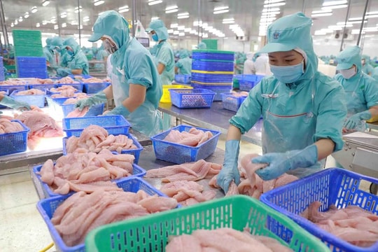 Xuất khẩu cá tra quý I/2026 thu về hơn 500 triệu USD, thị trường Trung Quốc dẫn dắt đà phục hồi