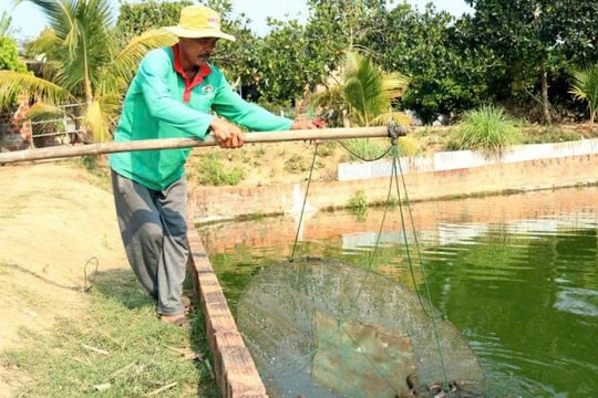 Rời Đất Mũi lên Quảng Ngãi lập nghiệp, người nông dân U60 kiếm tiền tỷ mỗi năm nhờ giống cá "đặc biệt" ít người biết