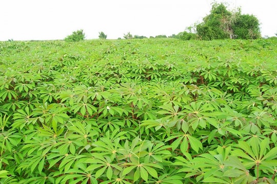 Mặt hàng xuất khẩu top 3 thế giới của Việt Nam đạt 458 triệu USD