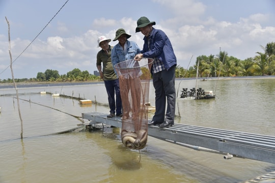 Đất phèn khó trồng lúa, nông dân An Giang chuyển nuôi thứ "đắt tiền", làm chủ mô hình đặc sản