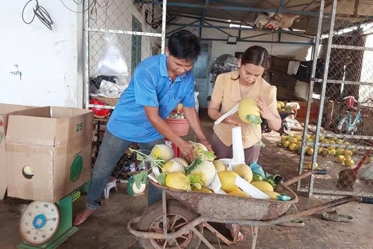 Bỏ cách làm cũ, nông dân Gia Lai trồng cây chuẩn VietGAP, thu hàng trăm triệu mỗi vụ