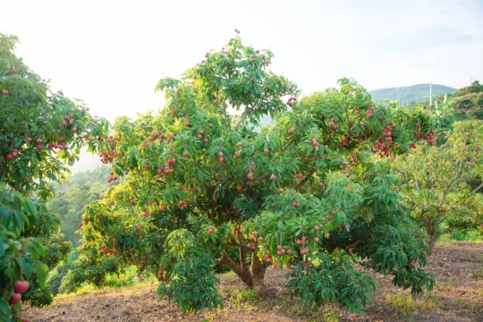 Sản lượng giảm mạnh, vải đầu vụ vẫn giữ giá 50.000–70.000 đồng/kg