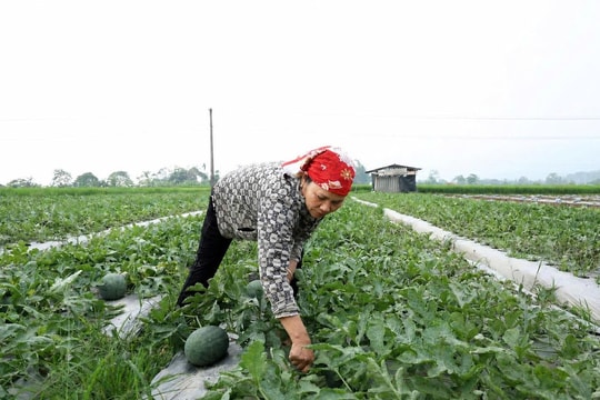 Không còn cấy lúa, nông dân ở Lào Cai đang chuyển sang trồng một loại quả cho thu nhập cao gấp 4 lần