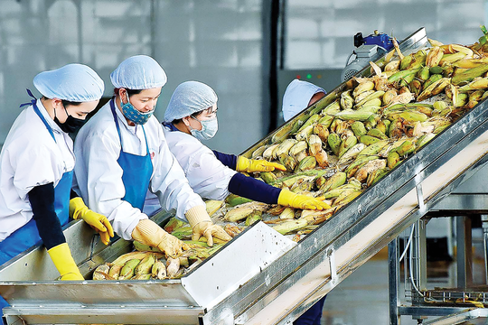 Cổ phiếu giảm hơn 20% từ đầu năm, Antesco (ANT) chốt phương án trả quyền lợi cho cổ đông