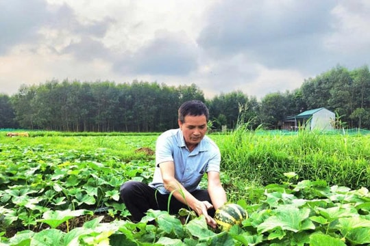 Người nông dân Lạng Sơn trồng giống trái "chín là bở", nghe lạ nhưng lại kiếm về bội tiền