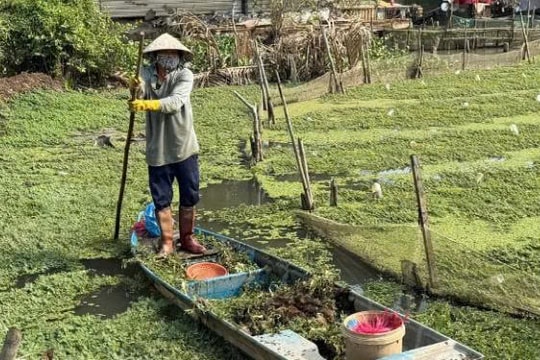 Bỏ ruộng ra sông trồng rau, bí quyết giúp nông dân Cần Thơ thu hàng trăm triệu mỗi năm