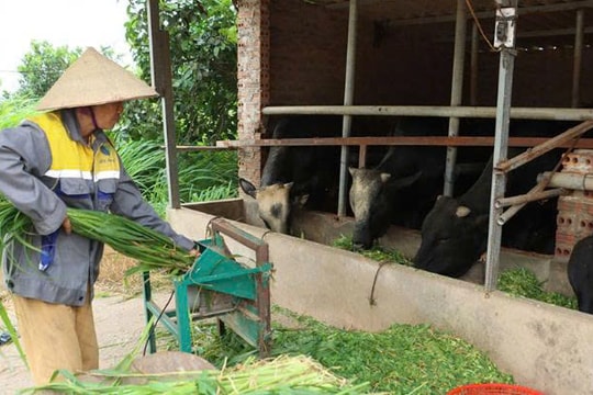 Nghỉ nghề giáo, người nông dân U60 biến ruộng trũng thành trang trại tiền tỷ
