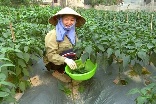 Nông dân Thái Nguyên làm giàu từ thứ "bé xíu như ngón tay"