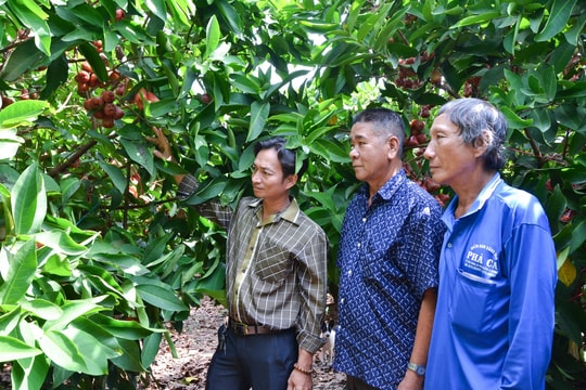 Người lính trở về làm nông dân ở An Giang và bí quyết giàu lên từ loại quả "giòn mọng"