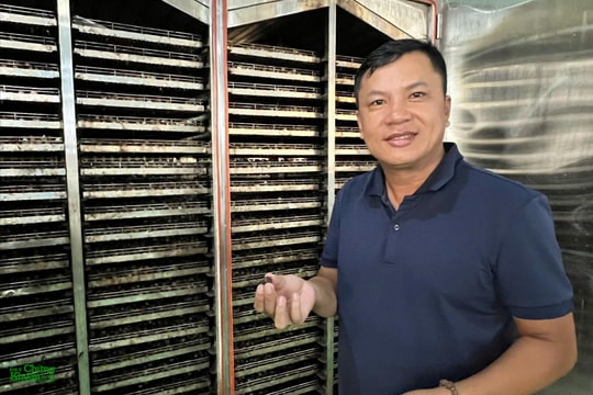 Củ tỏi Lý Sơn qua 11 công đoạn lên men và câu chuyện khởi nghiệp của chàng trai 8X