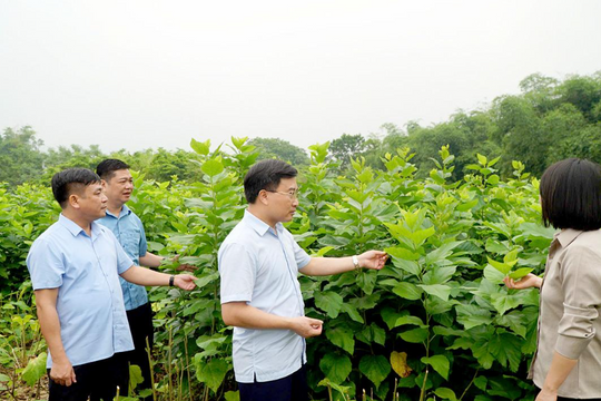 Nuôi con “nhả tơ”, nhiều nông dân Tuyên Quang có thu nhập cao gấp nhiều lần trồng ngô, trồng lúa