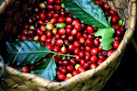 Giá cà phê hôm nay 12/5/2026: Trong nước giảm nhẹ, thế giới giằng co mạnh