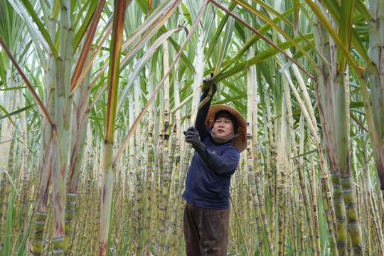 Nông dân Quảng Trị trồng giống cây "ngọt nước" làm giàu, thu nhập cao gấp 5 lần trồng lúa