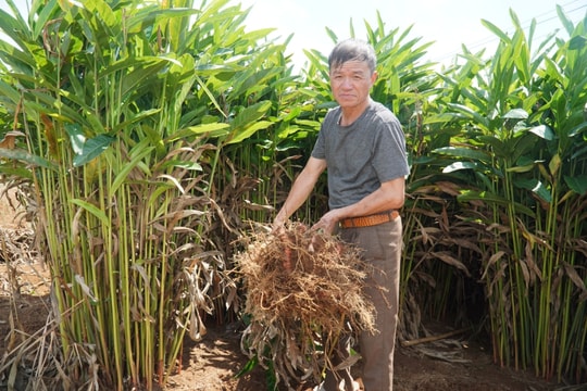 Loại củ cay nồng giúp nông dân Thanh Hóa "bỏ túi" hàng trăm triệu đồng