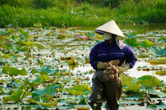Từ bùn nước ruộng trũng, người nông dân Nghệ An đang tất bật với bí quyết “hái tiền” mỗi sáng