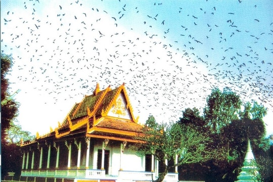Ngôi chùa kỳ lạ ở miền Tây: Dơi treo kín trời, phía sau là câu chuyện “heo năm móng” gây ám ảnh