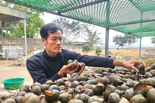 Chàng trai trẻ Ninh Bình khởi nghiệp với 13 triệu đồng và con ốc nhồi, thu hàng trăm triệu mỗi năm