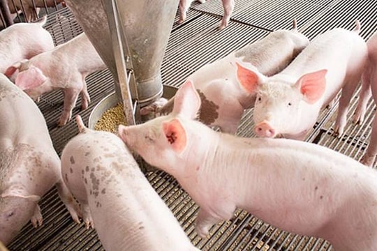 Giá heo hơi hôm nay 14/5/2026: Một vài địa phương tăng nhẹ